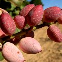 Fruto de pistacho. Variedad Kerman (7)